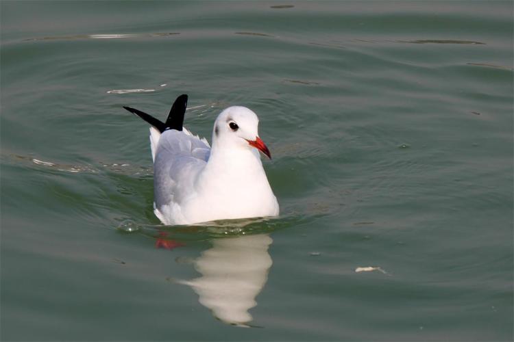 ����԰���˺���Ÿ