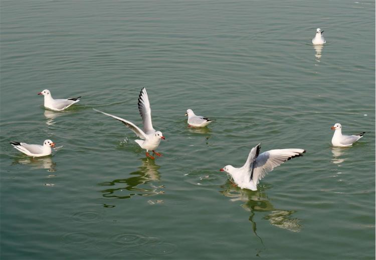 ����԰���˺���Ÿ