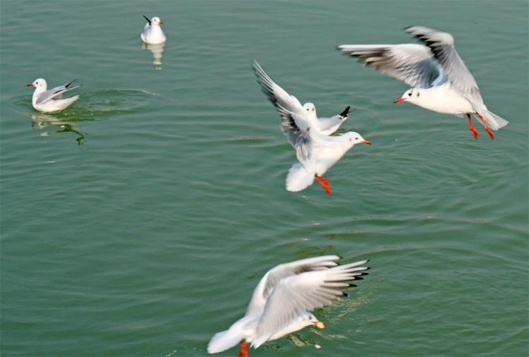 ����԰���˺���Ÿ