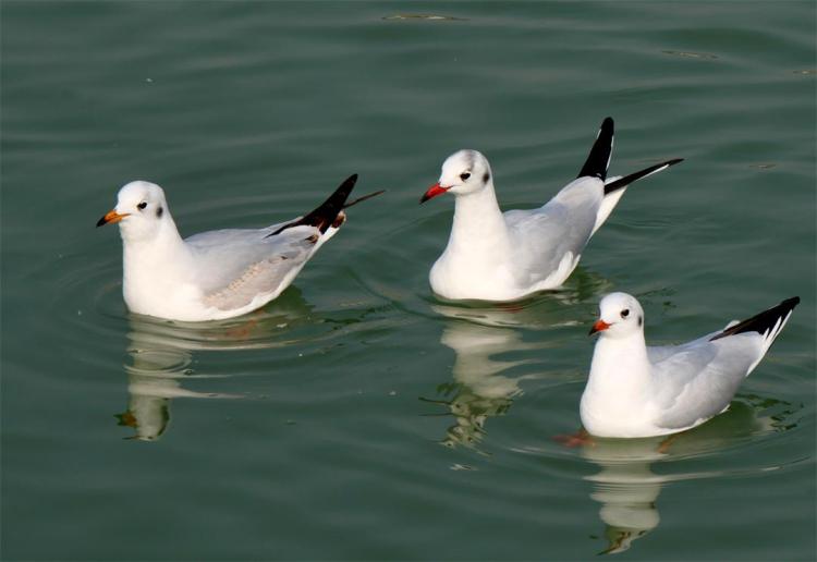 ����԰���˺���Ÿ