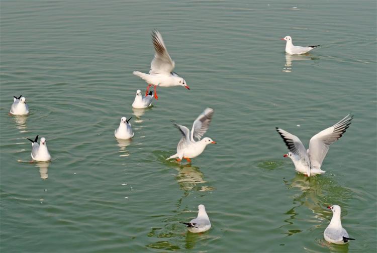 ����԰���˺���Ÿ