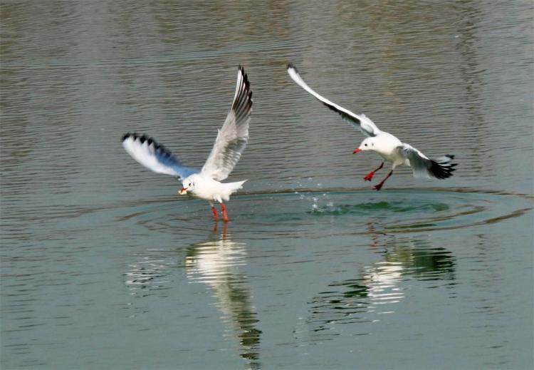 ����԰���˺���Ÿ